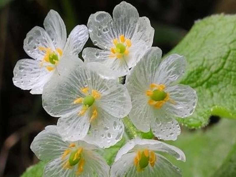 Fleur squelette
